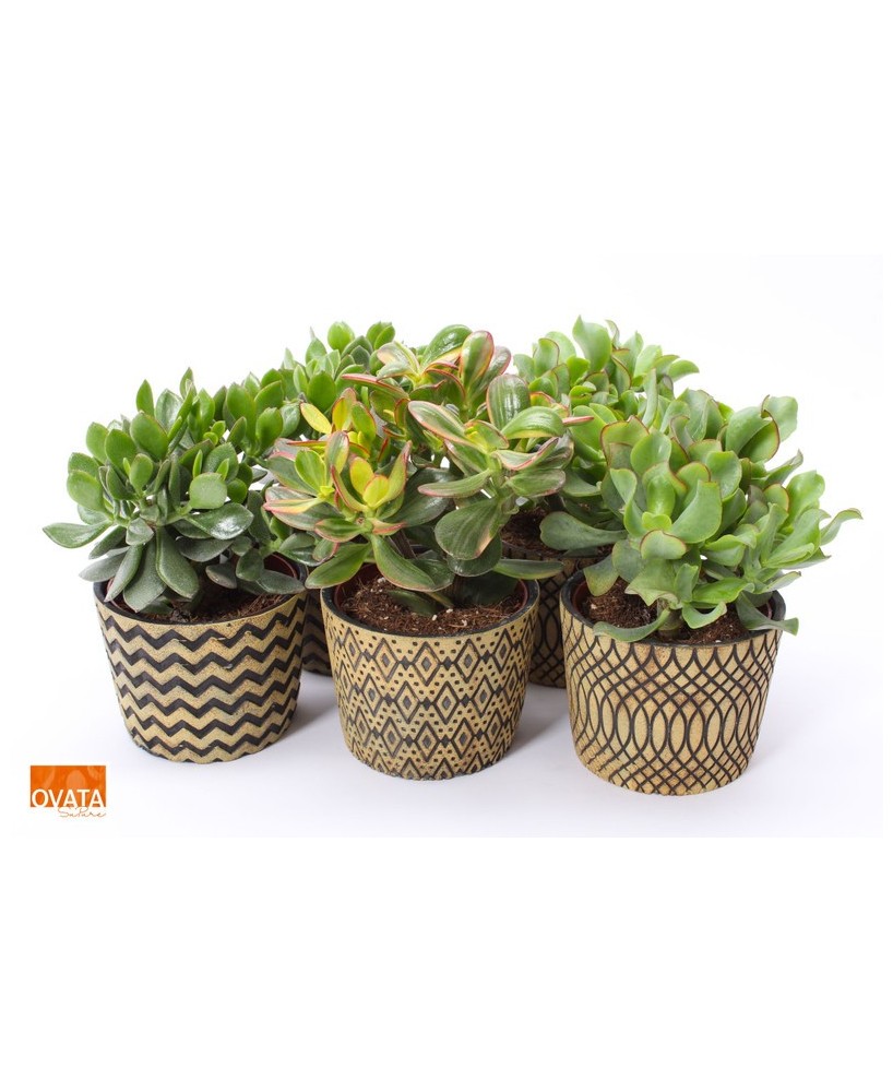 CRASSULA MIX IN CANCUN SU PURE M14