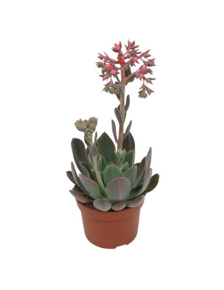 Echeveria Blue Prince M10.5 - Suculenta decorativa para interior y exterior | Endanea Garden