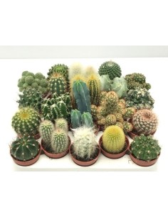 Cactus Mix  Plantas Resistentes y Decorativas para Interior y Exterior | Endanea Garden

