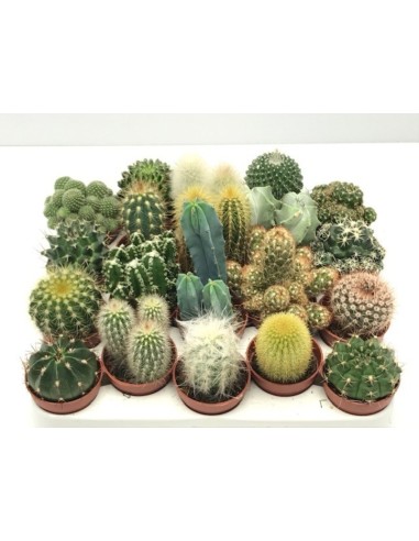 Cactus Mix  Plantas Resistentes y Decorativas para Interior y Exterior | Endanea Garden

