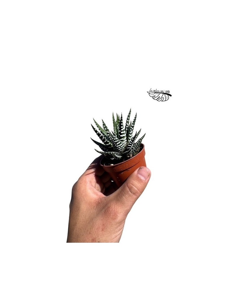 HAWORTHIA FASC
