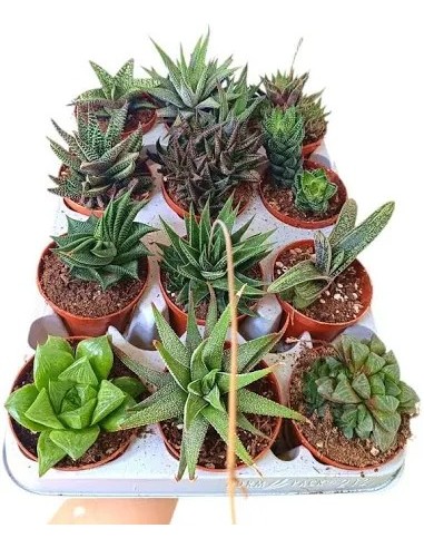 HAWORTHIA ZEBRINA MAKE UPZ MIX COLORS M10.5 Composición Floral Decorativa y Resistente