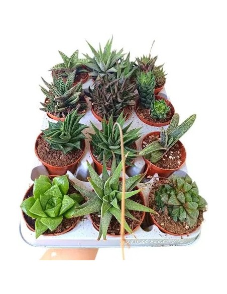 HAWORTHIA ZEBRINA MAKE UPZ MIX COLORS M10.5 Composición Floral Decorativa y Resistente