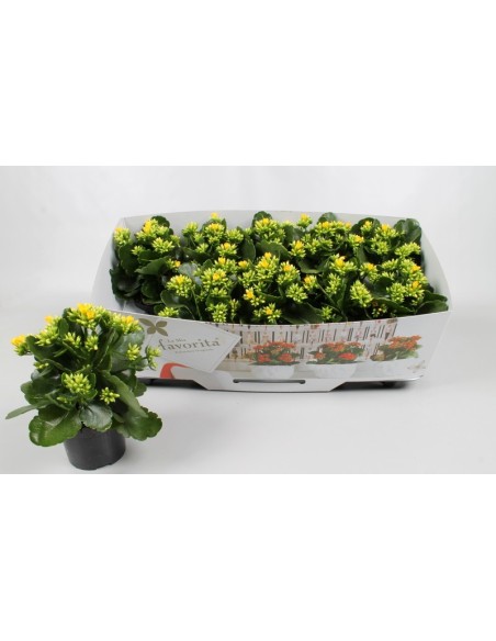 Kalanchoe Bloss Favorita Acheron  Planta decorativa fácil de cuidar y flores duraderas

