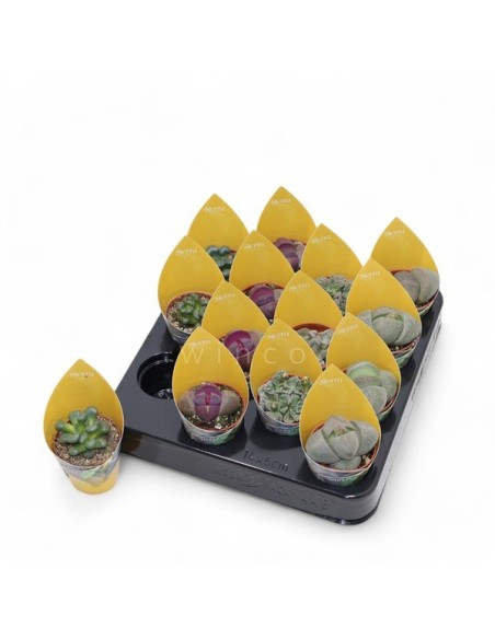 LITHOPS  MIX POTCOVER SIERRA M5.5