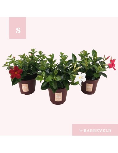 MANDEVILLA SUND SUMMERVILLE BUSH M14**