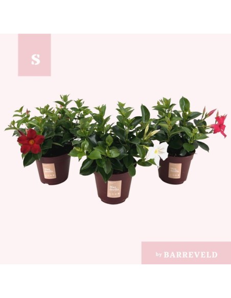 MANDEVILLA SUND SUMMERVILLE BUSH M14**