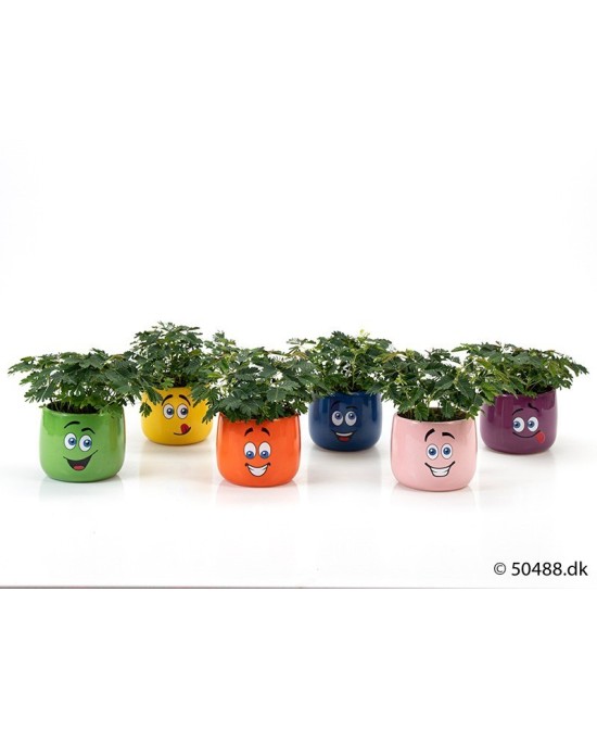 MIMOSA PUDICA+CERAMIC CARTOON SMILEY M9