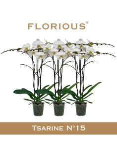 PHALAENOPSIS 3T BLANCO M15