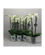 Phalaenopsis White World 4T Blanco M12CM Orquídea Blanca Elegante Fácil Cuidado
