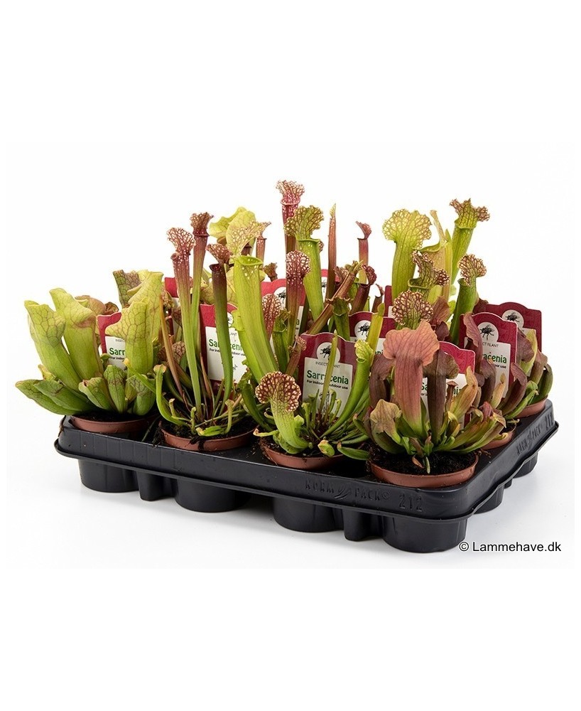 SARRACENIA PURPUREA 108 M9