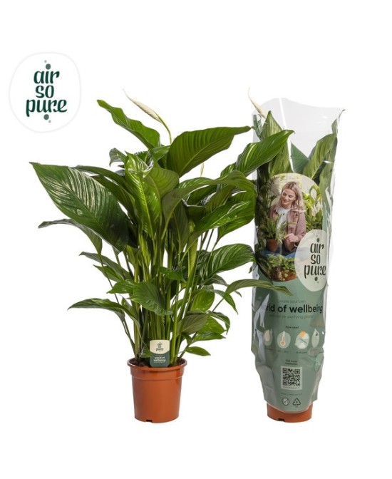 SPATHIPHYLLUM SWEET LAURETTA AIR SO PURE M24 BLANCO