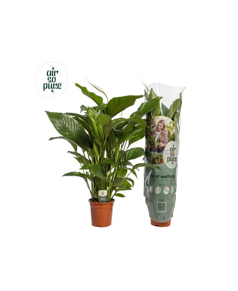 SPATHIPHYLLUM SWEET LAURETTA AIR SO PURE M24 BLANCO