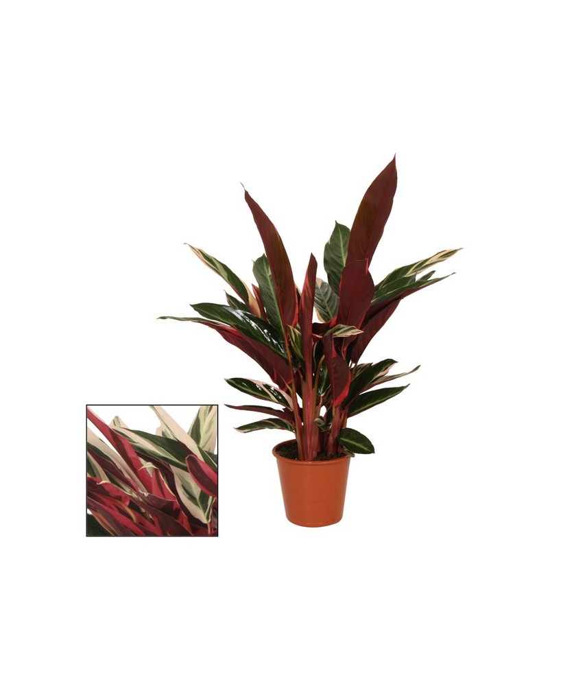 Stromanthe Sang Tricolor M19 planta ornamental con follaje tricolor para interiores