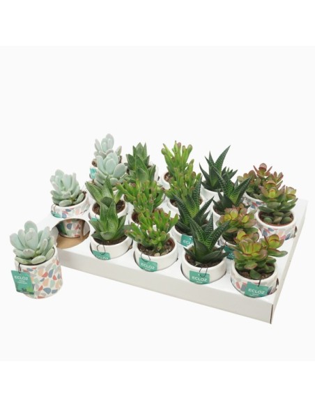 SUCCULENTS MIX IN CERAMIC