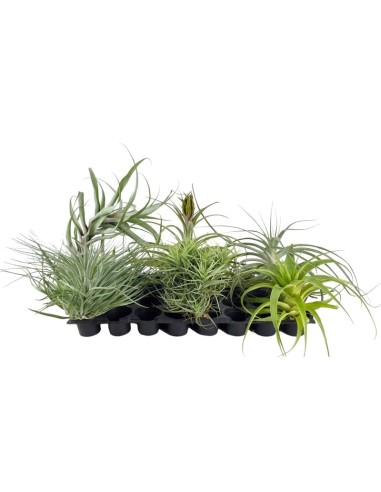 TILLANDSIA CYANEA JOSEE M10.5 ROSA