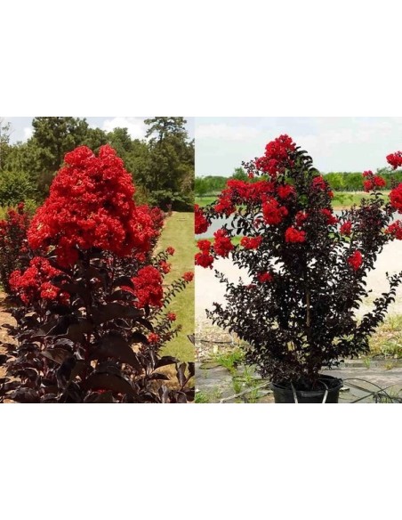 LAGESTROEMIA INDICA "BLACK  DIAMOND" 20L