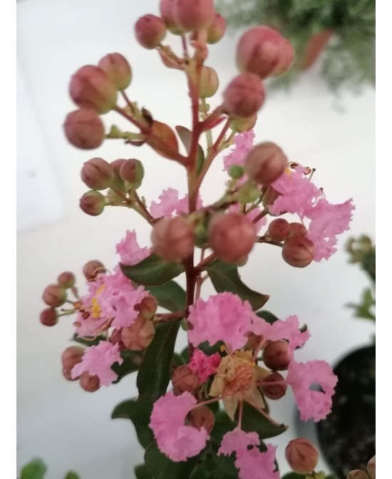 Lagerstroemia Indica Árbol Ornamental | Floración Vibrante y Follaje Elegante

