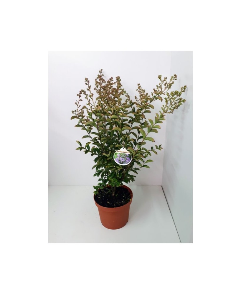 LAGESTROEMIA INDICA  7.5L
