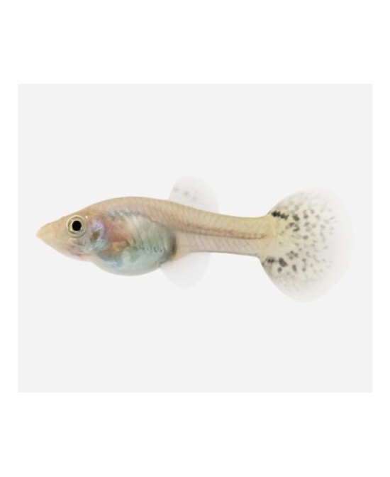 GUPPY HEMBRA SURTIDA 3,5-4CM