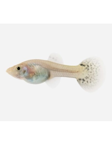 GUPPY HEMBRA SURTIDA 3,5-4CM