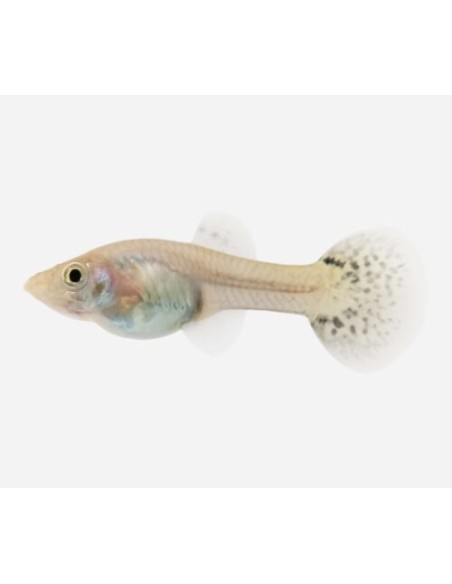 GUPPY HEMBRA SURTIDA 3,5-4CM