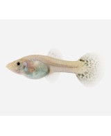GUPPY HEMBRA SURTIDA 3,5-4CM