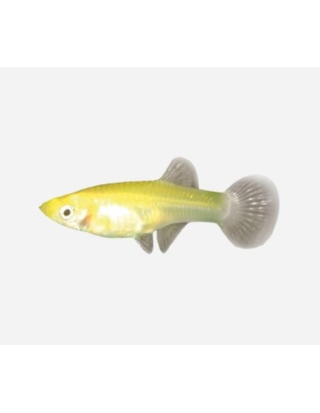 GUPPY HEMBRA SURTIDA 3,5-4CM