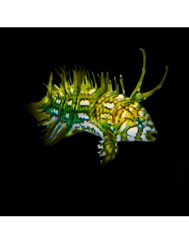 NOVACULICHTHYS TAENIOURUS S