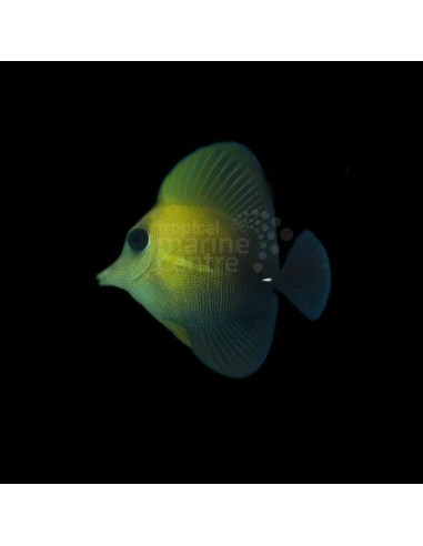 ZEBRASOMA SCOPAS M