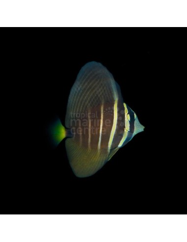 ZEBRASOMA VELIFER  ME