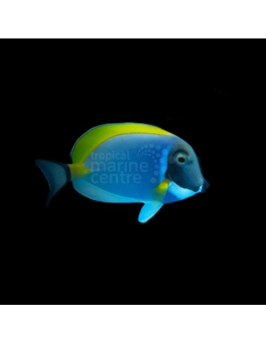 ACANTHURUS LEUCOSTERNON M