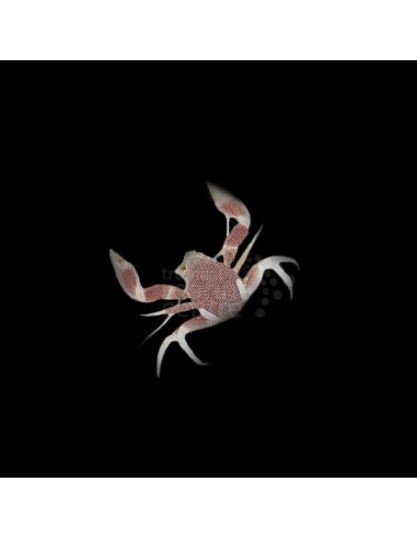 NEOPETROLISTHES MACULATUS ME