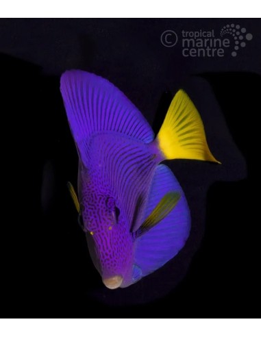 ZEBRASOMA XANTHURUM  M