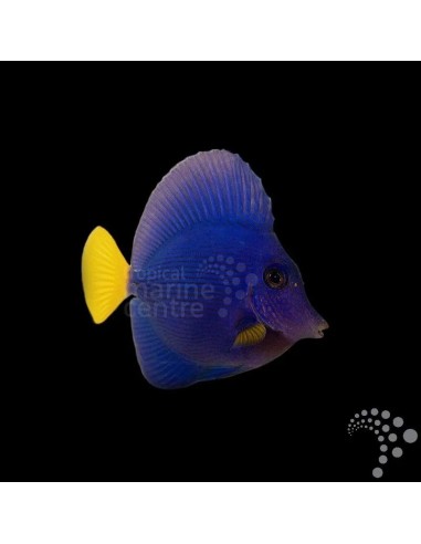 ZEBRASOMA XANTHURUM  M