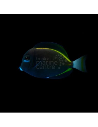 ACANTHURUS NIGRICAN  M