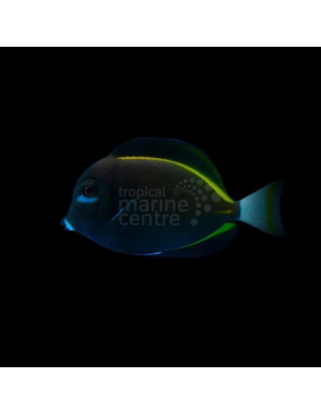 ACANTHURUS NIGRICAN  M