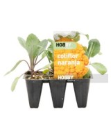 COLIFLOR NARANJA PACK 6