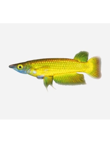 PANCHAX AMARILLO APLCHEILUS PANCHAX  2.5-3CM