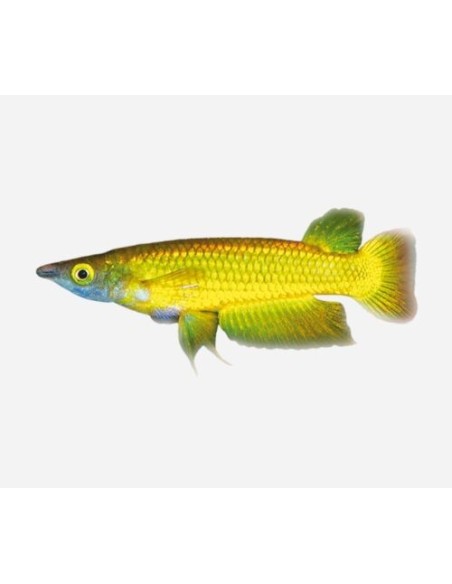 PANCHAX AMARILLO APLCHEILUS PANCHAX  2.5-3CM