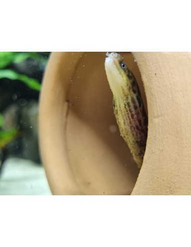 MORENA TIGRE AGUA DULCE 25-30CM