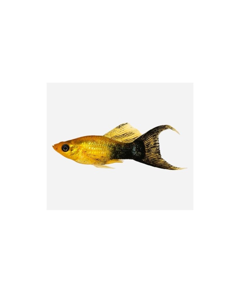 MOLLY POLVO ORO/NEGRO 5-6CM