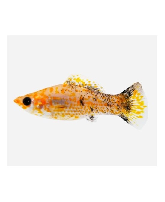 MOLLY SURTIDO 3.5-4CM