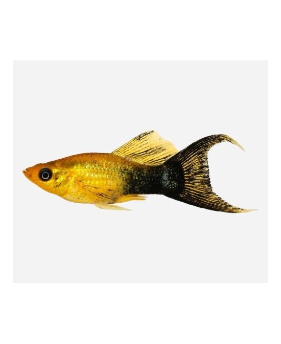 MOLLY SURTIDO 3.5-4CM