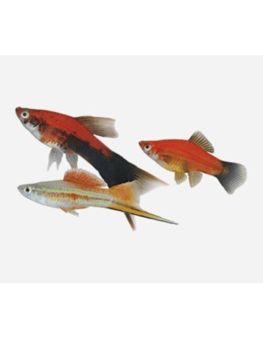 XIPHO SURTIDO 3.5-4CM BSF