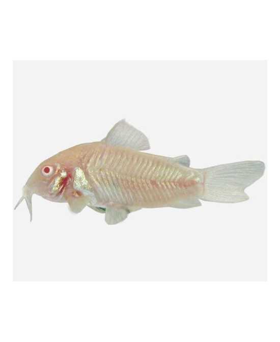 CORYDORAS AENEUS ALBINA 2-2.5CM