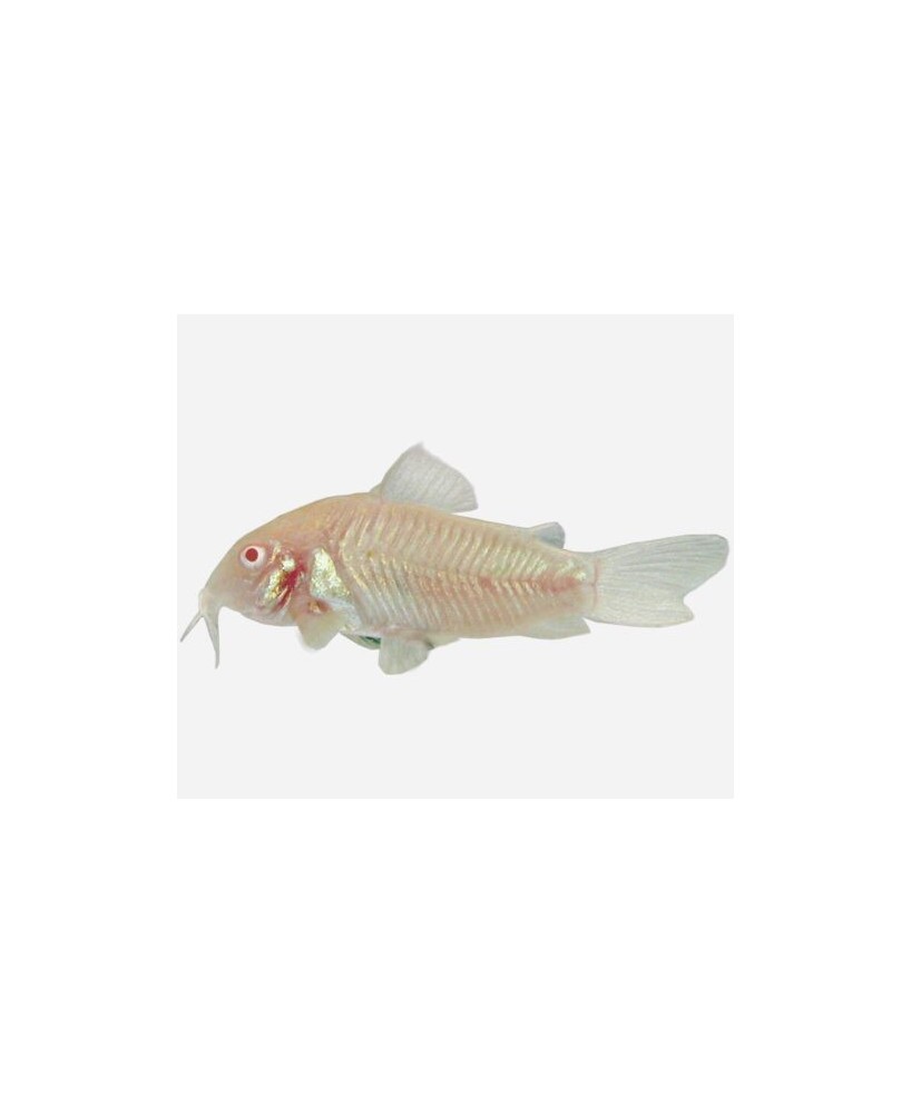 CORYDORAS AENEUS ALBINA 2-2.5CM