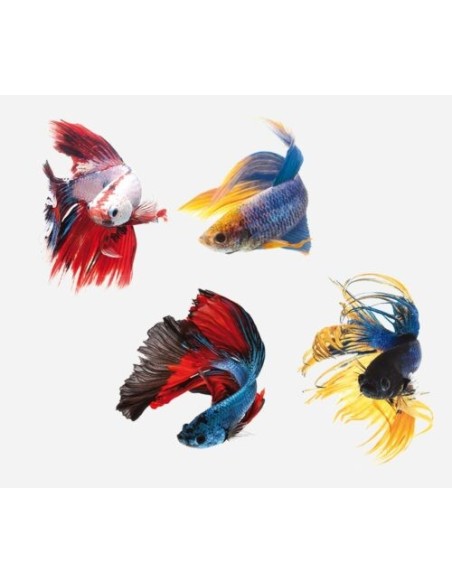 BETTA MACHO SUPERDELTA 5-6CM