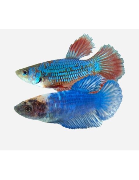 BETTA HEMBRA SUPERDELTA 3-4CM