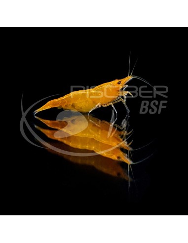 GAMBA NARANJA FUEGO 1,5-2CM